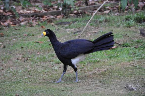 Pássaro (Black Currasow) na reserva de Iwokrama, na Guiana